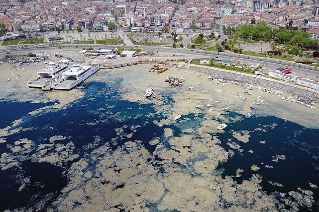 Ve son olarak ölüm döşeğindeki Marmara'yı kaplayan deniz salyası (müsilaj) felaketi...