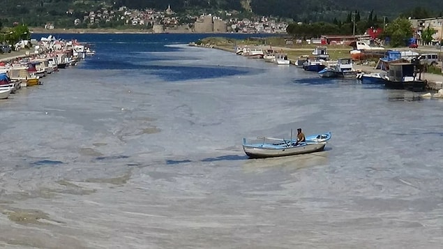 Deniz Salyası Nasıl Oluşur?