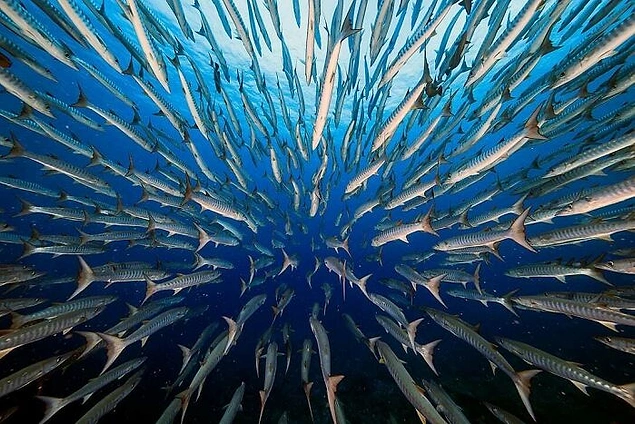 'Aquatic Life' qalibi: "Barracuda"