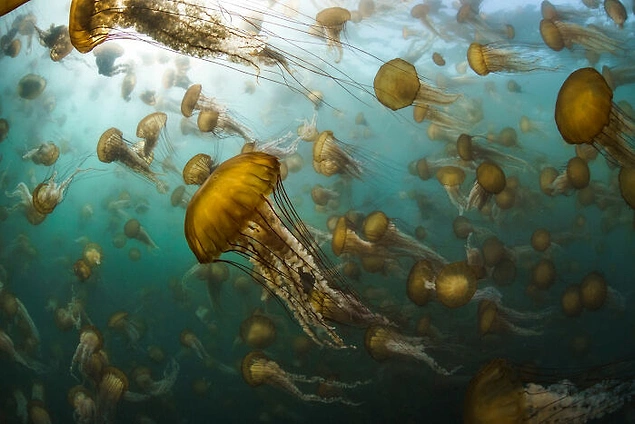 'Aquatic Life' Finalçısı: "Jelly Smack"