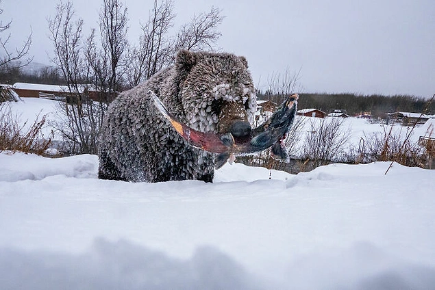 'Foto Hekayəsi: Ortodoksal': "Klukshu Ice Bears 4/6"