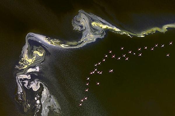 35. 'Kanatlı Yaşam' Finalisti: "Flamingo Flying Over Lake Magadi"