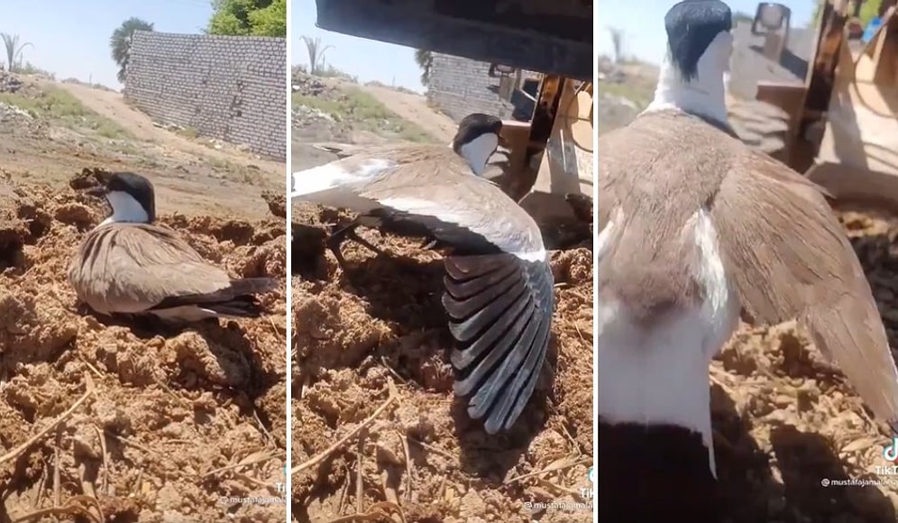 Kuluçkadaki Kuşun Üzerine İş Makinesi Süren Kişinin Tepki Çeken Görüntüleri!