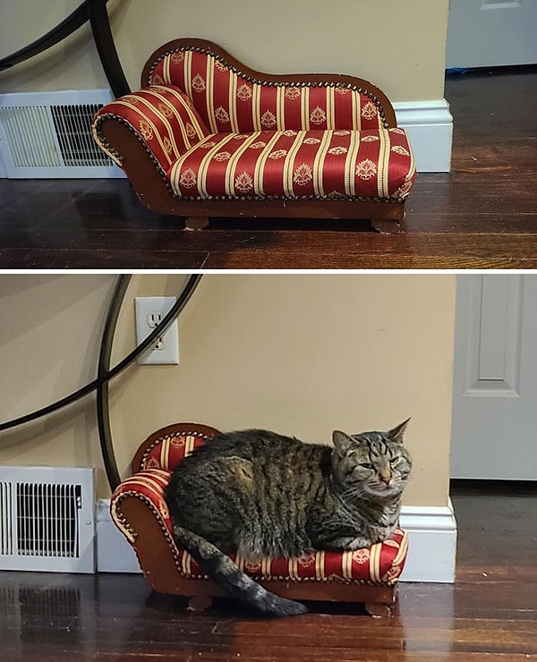 6. А вот диванчик для кошки