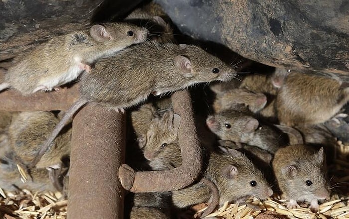 Gözünü Kemirirken Uyandı: Avustralya'da Korkunç Fare İstilası Devam Ediyor