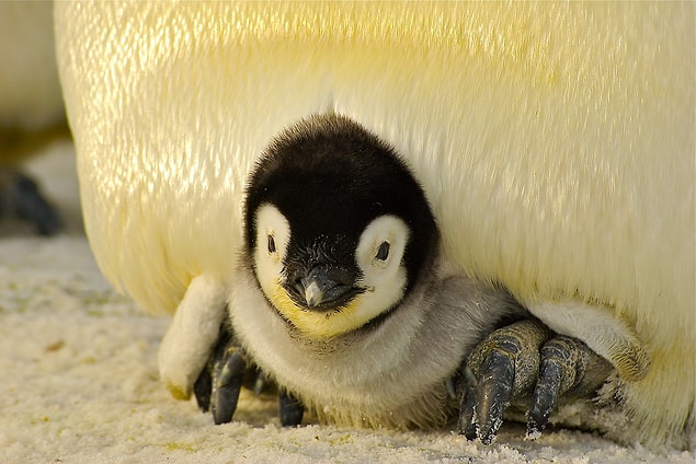 5. Penguenler