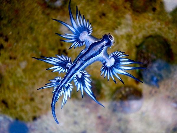 15. Bu muhteşem hayvana Glaucus Atlanticus veya daha yaygın olarak 'mavi ejderha' deniyor ve muhtemelen şimdiye kadar gördüğünüz en havalı sümüklü böcek.