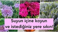 Yaz Mevsiminde Herkese Lazım! Böcekleri ve Sinekleri Doğal Olarak Kovan 15 Mucizevi Bitki