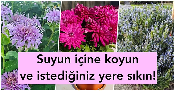 Yaz Mevsiminde Herkese Lazım! Böcekleri ve Sinekleri Doğal Olarak Kovan 15 Mucizevi Bitki