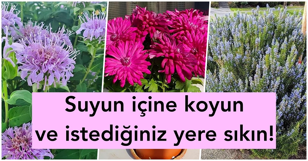 Yaz Mevsiminde Herkese Lazım! Böcekleri ve Sinekleri Doğal Olarak Kovan 15 Mucizevi Bitki