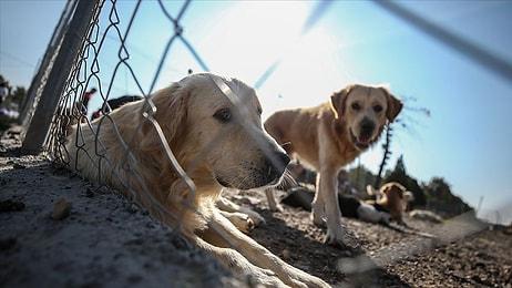Hayvanları Koruma Kanun Teklifi TBMM'ye Geliyor: Hayvanlara Karşı İşlenen Suçlar TCK Kapsamında Yer Alacak