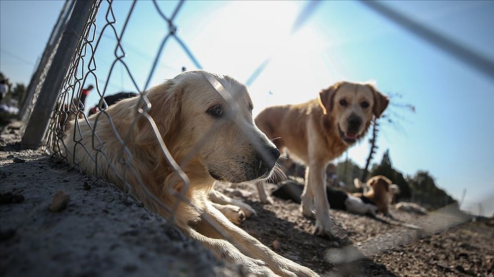 Dekan’ın Hedefinde Hayvan Hakları Var: 'Alçakları İfşa Edeceğim'