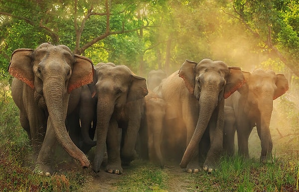 18. Наземная дикая природа, финалист: 'Jumbo Roadblock' Джагдипа Раджпута, Национальный парк Корбетт, Индия