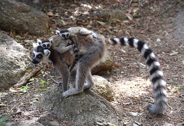 6. Madagaskar filmindeki lemur bir kral, yani erkekti ancak bu yanlış.