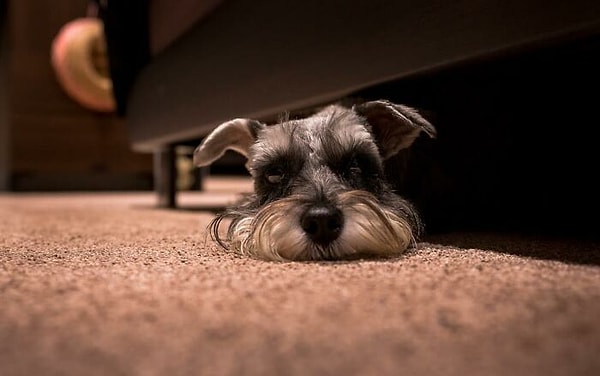 5. Да, у вас есть жизнь, ваша работа, друзья, семья. Но у вашей собаки есть только ВЫ. Взаимодействуйте с собакой более пяти минут в день, и, возможно, она не будет лаять каждые пять секунд