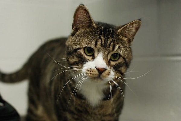 9. Домашнее животное - это роскошь, а не право. Если вы не можете позволить себе непредвиденные проблемы со здоровьем или страховку для домашних животных, пожалуйста, не заводите домашнее животное!