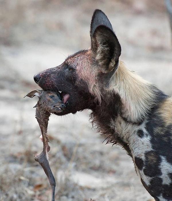 5. Yavru bir Afrika antilobunun kafasını ağzında taşıyan bir yaban köpeği: