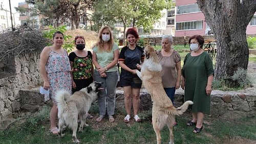 Çanakkale'de 30'a Yakın Kedi ve Köpek Zehirlendi!