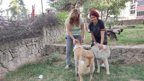 Çanakkale'de 30'a Yakın Kedi ve Köpek Zehirlendi!