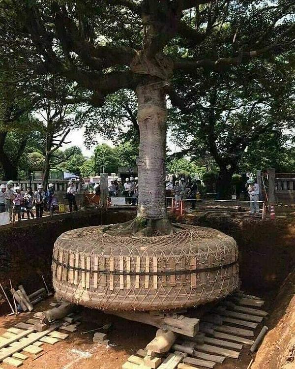 2. Japonya'da bir ağacın yerinin değiştirilmesi gerekiyorsa kesmek yerine böyle bir yol izliyorlar.
