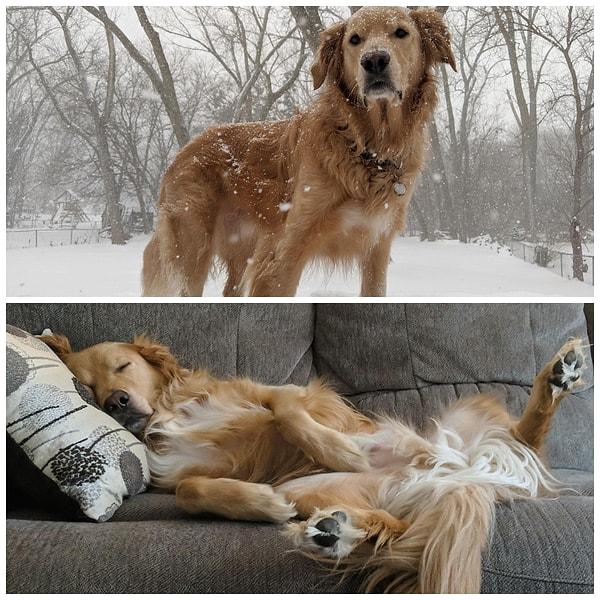 7. Bir köpek karda oynarken ve eve döndüğü zaman: