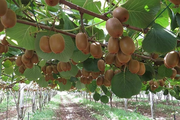 5. Киви - это...