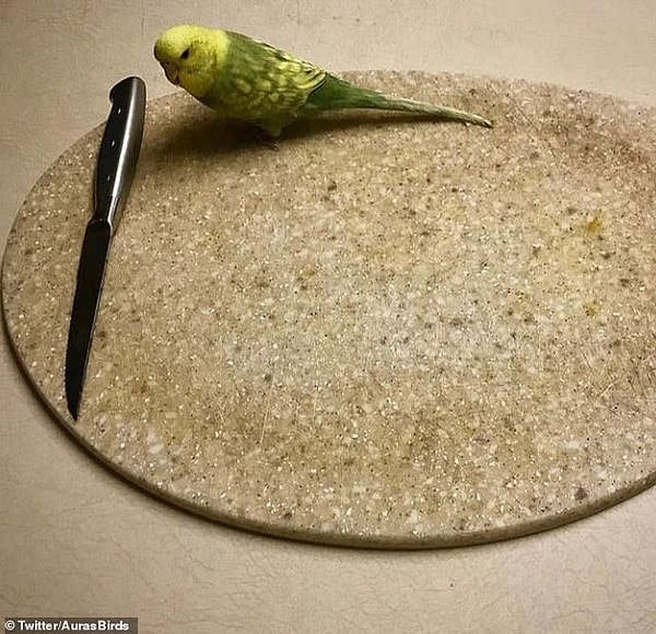 12. У этой птички что-то плохое на уме...