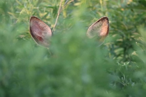 6. Редкий ушастый куст