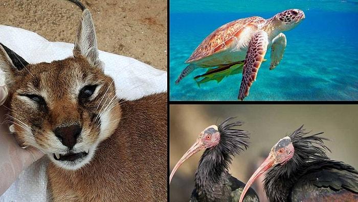 Ülkemizde Yaşanabilecek Olası Bir İklim Krizinde Nesli Tükenme Tehlikesi Altına Girecek 10 Hayvan