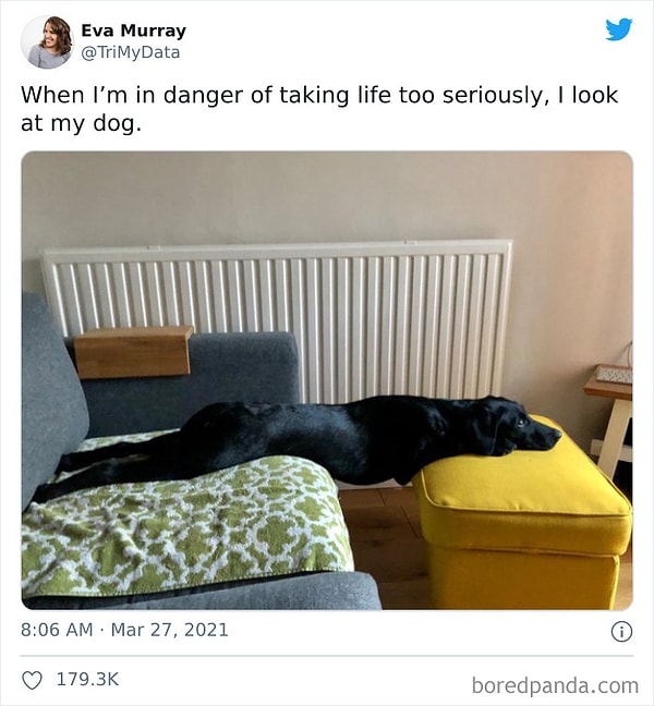 13. Когда я слишком серъезно начинаю воспринимать жизнь, то смотрю на свою собаку
