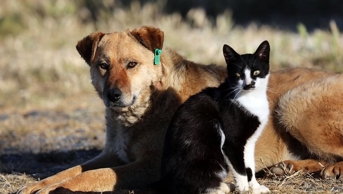 Hayvanları Koruma Kanunu Meclis'e Getirildi: Kedi ve Köpeklere Dijital Takip