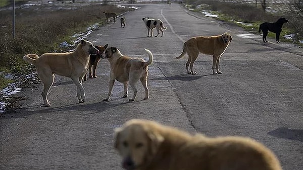 Kedi ve Köpeklere Dijital Takip Zorunluluğu