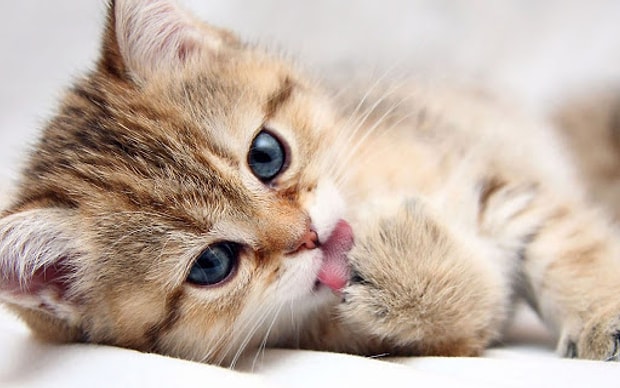 Yine Mi Koronavirus Kedi Dostlarimizin Bir Anda Hayattan Kopmasina Sebep Olan Fip Hastaligini Mutlaka Ogrenin