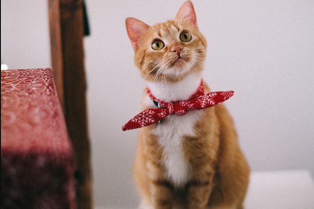 Yine Mi Koronavirus Kedi Dostlarimizin Bir Anda Hayattan Kopmasina Sebep Olan Fip Hastaligini Mutlaka Ogrenin