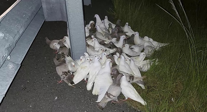 Почтовые голуби, которые застряли в пути домой, заблокировали дорожное движение на три часа