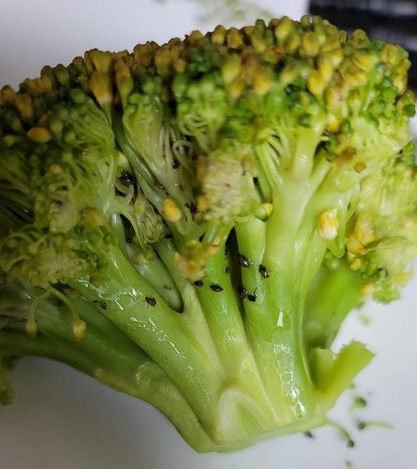 4. "Brokolinin yarısını yedikten sonra içerisinin böcek dolu olduğunu keşfettim."