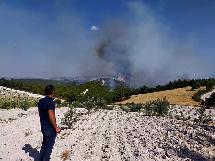 Manisa'da Anız Yangını Ormana Sıçradı