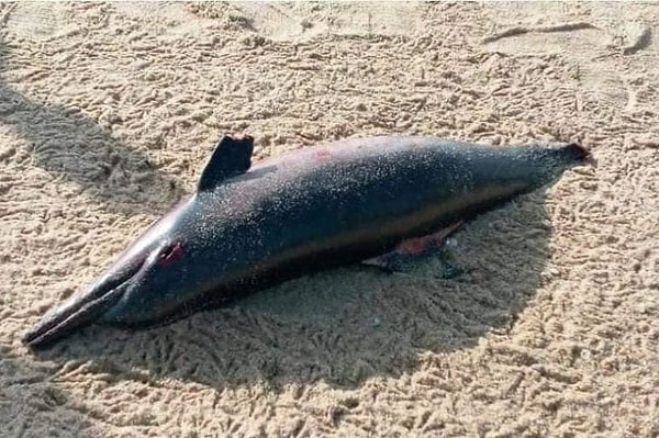 Geminin yanarak battığı bölgedeki Sri Lanka'nın en temiz ve güzel sahil şeridine olaydan kısa süre sonra yakıt, enkaz ve plastik parçaları vurdu, bunu ölü deniz hayvanları izledi.