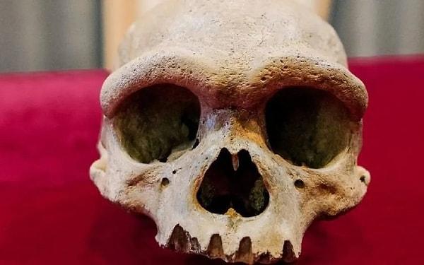 'Homo longi' ismi ise kafatasının Harbin kentinde keşfedildiği bölge olan Heilongjiang'dan geliyor.