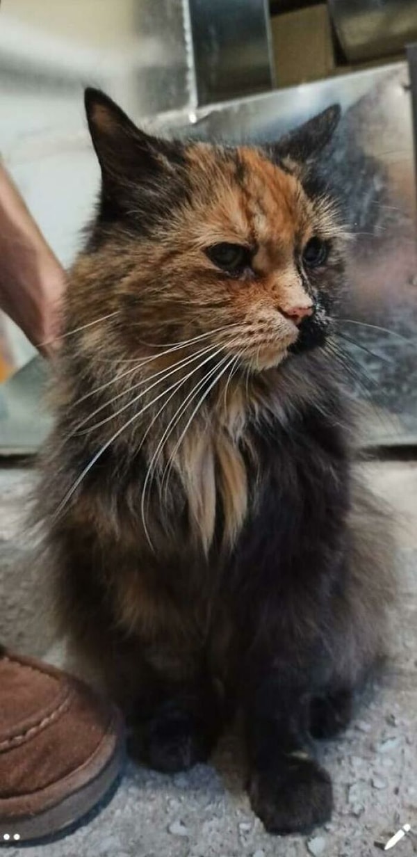 5. Этой малышке 18 лет, и мы приютили ее