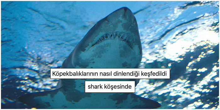 s-62ece7081df30cb479cb42da077a73a666bd81fe.jpg