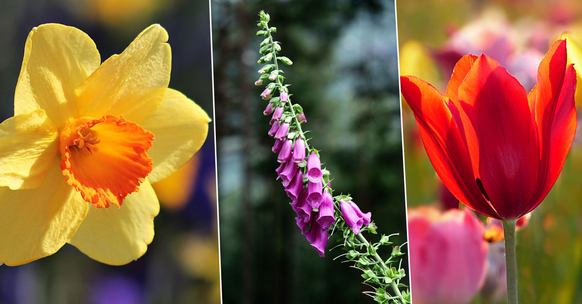 Bu Bitkilerin Tatlı Görünüşüne Aldanmayın Evinizde