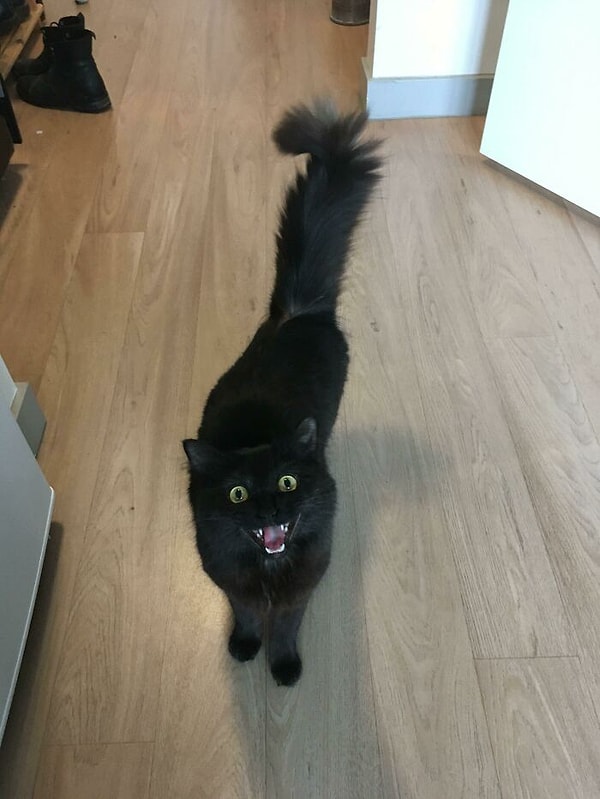 13. Просит добавку