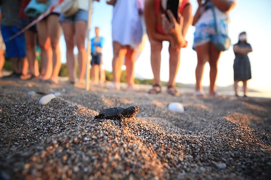 Antalya'da Caretta Caretta Yavrularının Zorlu Deniz Yolculuğu Başladı 🐢