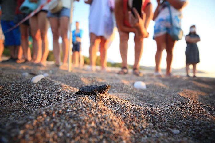 Antalya'da Caretta Caretta Yavrularının Zorlu Deniz Yolculuğu Başladı 🐢