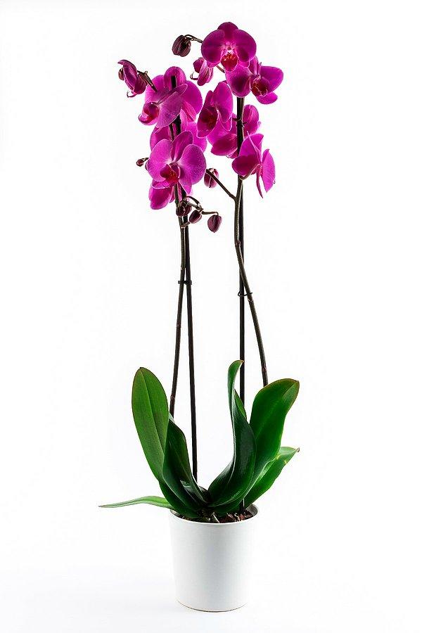 11. Orkide