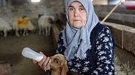 'Kadınsın, Yapamazsın' Demişler: Eşi Ölünce Çiftlik İnşa Edip 600 Hayvana Bakan Gülçin Nine