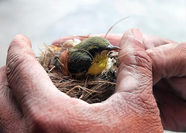 1. Bebek kuşlara dokunursanız kokuları değiştiği için annelerinin onları terk edeceği doğru değildir.