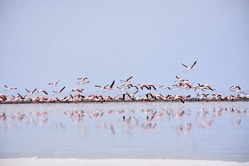 Tuz Gölü'nü Besleyen Kanalların Sulama İçin Kesilmesinin Ardından Göldeki Yavru Flamingolar 'Yine' Öldü