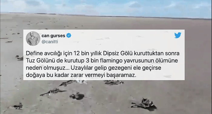 Vahşi Sulama Yüzünden Tuz Gölü'ndeki Binlerce Flamingo Öldü!